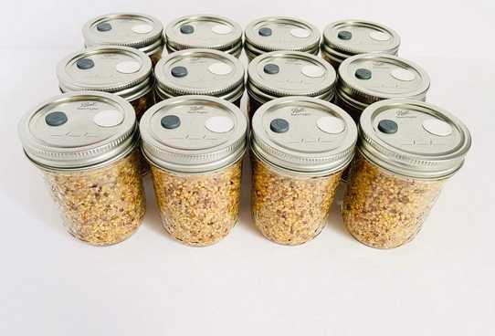 A collection of grain spawn jars filled with rye.